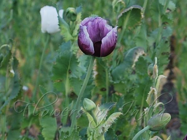 Opium Poppy